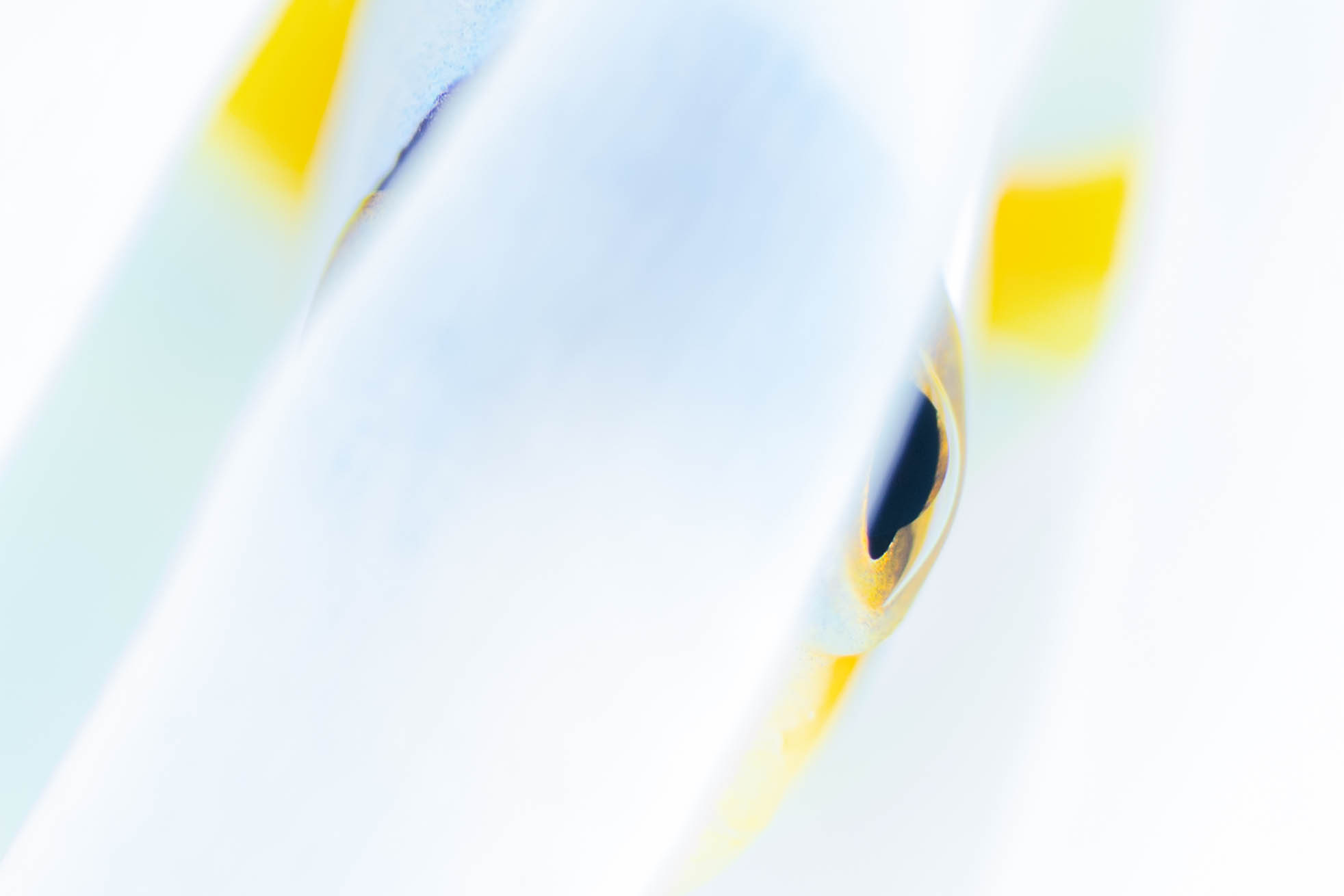 Underwater photography by Kaito Miyazawa