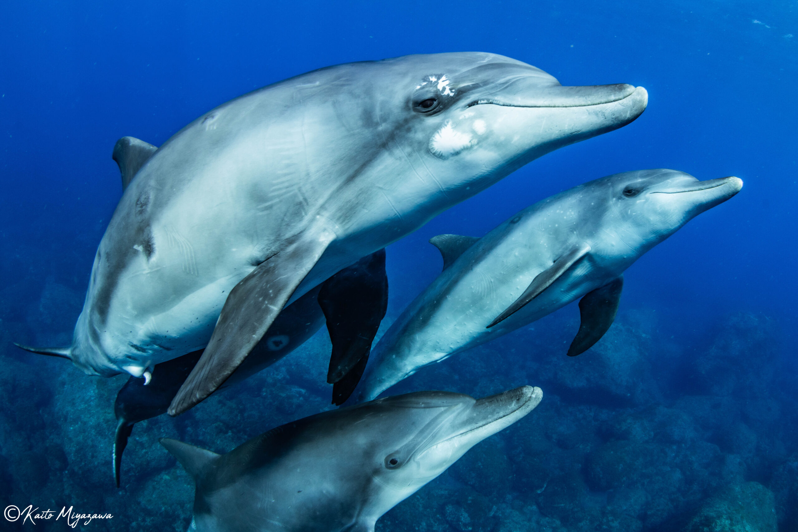 Underwater photography by Kaito Miyazawa