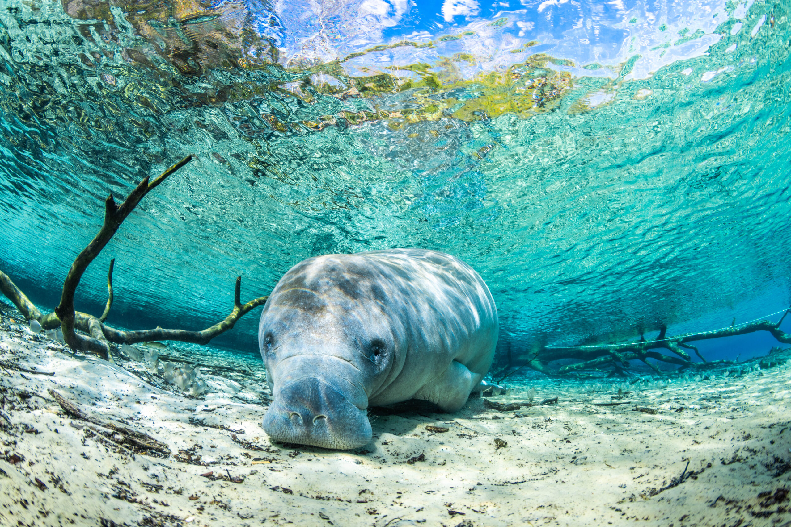 Underwater photography by Kaito Miyazawa